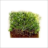 Hygienic Ground Nuts