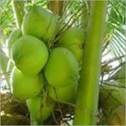 Fresh Tender Coconuts