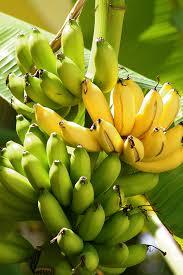 Rasthali Banana
