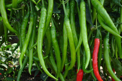 AYUSHI Chilly Seeds