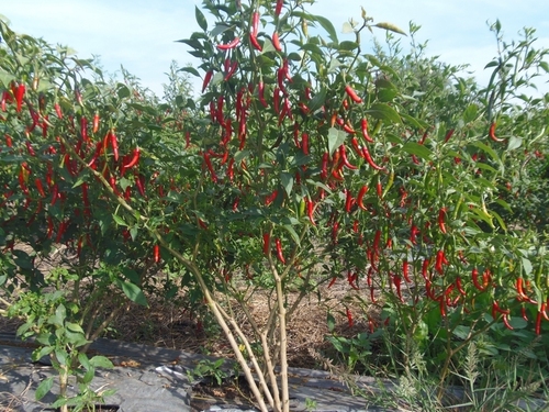 SHIVAM Chilly Seeds