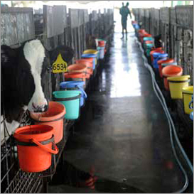 Animal Husbandry Loan