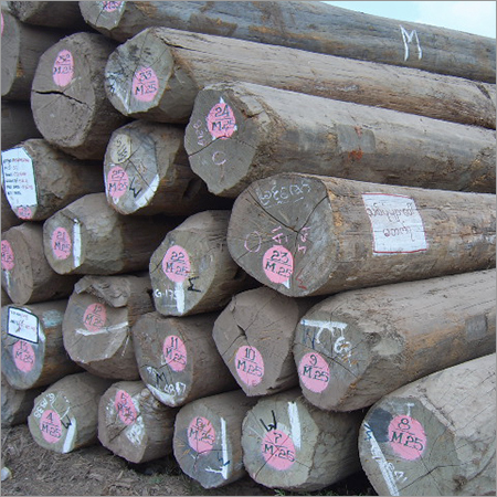 Myanmar Teak Logs Density: Low
