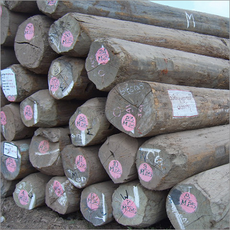 Myanmar Teak Logs