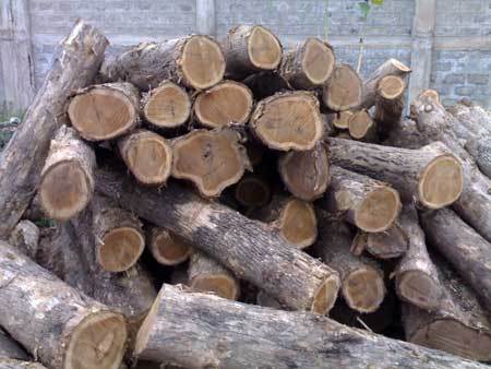 American Teak Wood Logs