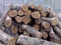 American Teak Wood Logs Density: Low