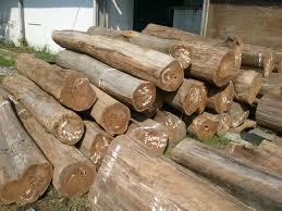 Mersawa Wood Logs