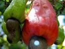 Cashews - Steel Material, Variable Capacity, Variable Dimensions | High Efficiency, Long Lifespan, Quiet Operation, Easy Maintenance, Reliable Performance