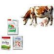 Poultry Cattle Feed Supplements 