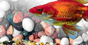 Aquarium Pebbles Stone