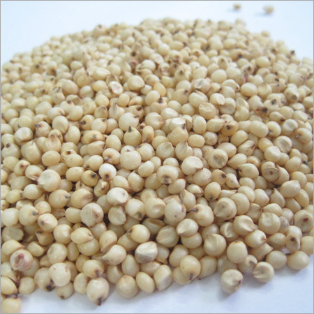 White Sorghum