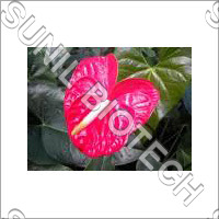 Pink Anthurium