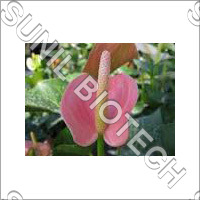 Anthurium Flower