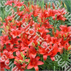 Asiatic Lily