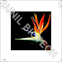 Bird Of Paradise