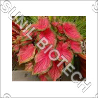 Caladium plant
