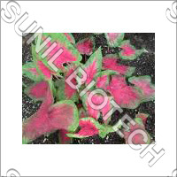 Caladium Bicolor - Pink Green Leaves, Bushy Growth | Dual Color, Amusing Fragrance, Ornamental Plant, Easy Maintenance