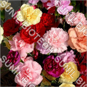 Carnation Flower