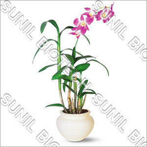 Dendrobium Nobile