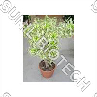 Dracaena Reflexa - Terracotta Pot, Variable Size, Green and White Foliage | Alluring Appearance, Durable Life, Easy Maintenance