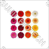 Gerbera Flower