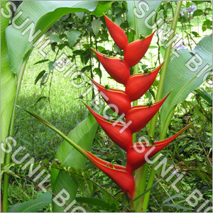 Heliconia Pendula