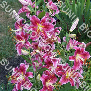 Oriental Lily