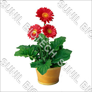 Potted Gerbera