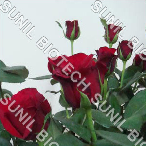 Taj Mahal Rose
