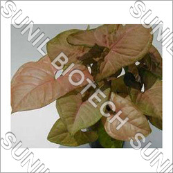 Syngonium Indoor Plant