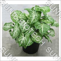 Syngonium Pixie