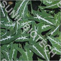 Syngonium Plant
