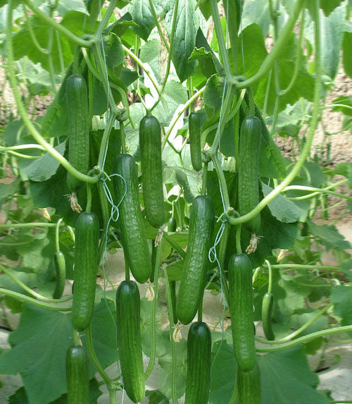 GREEN GLORY Cucumber Seed