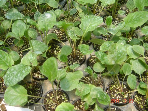 Horticulture Application