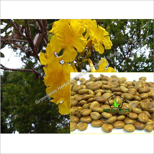 Amaltas Ornamental Seeds ( Cassia fistula )