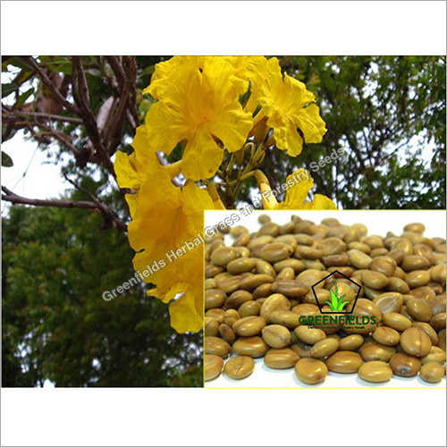 Amaltas Ornamental Seeds ( Cassia fistula )