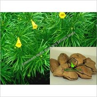 Kaner Ornamental Tree Seeds ( Thevetia peruviana )