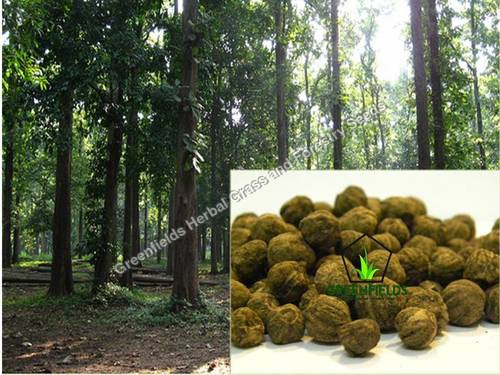 Treated Teak Tree Seeds ( Tectona Grandis )