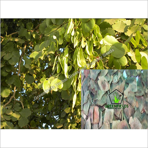 Shisham Tree Seeds ( Dalbergia Latifolia )