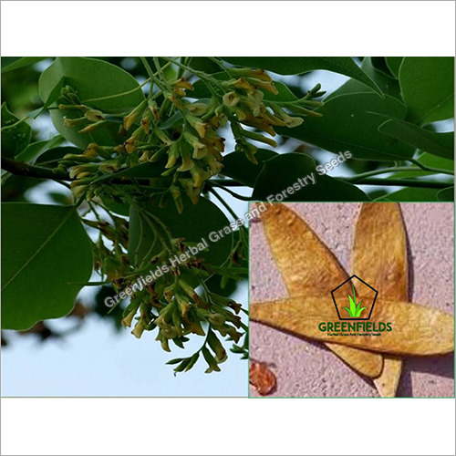 Sissoo Tree Seeds ( Dalbergia Sissoo )