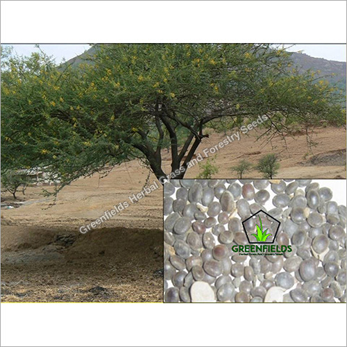 Babool Tree Seeds ( Acacia Nilotica ) Supplier, Trader In Jabalpur