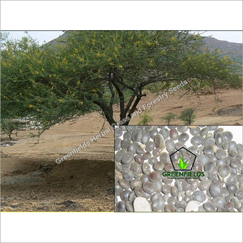 Babool Tree Seeds ( Acacia Nilotica )