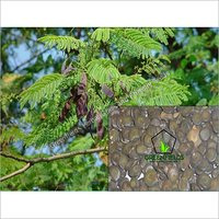 White Khair Tree Seeds (Acacia Catechu)
