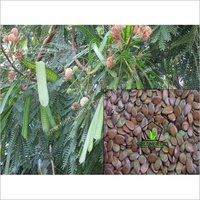 Subabool Tree Seeds (Leucaena Leucocephala)