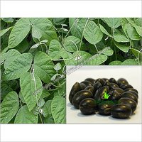 Black Kinvach Medicinal Seeds (Mucuna Pruriens)