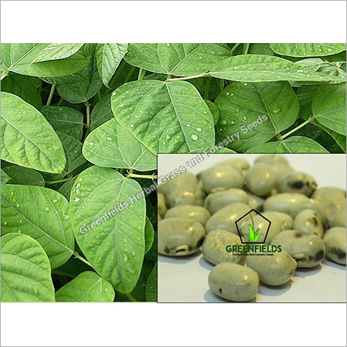White Kinvach Medicinal Seeds (Mucuna Prurita)