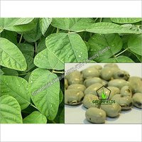 Medicinal / Herbal Seeds