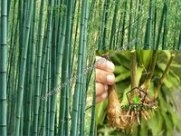 Tree / Forestry Seeds