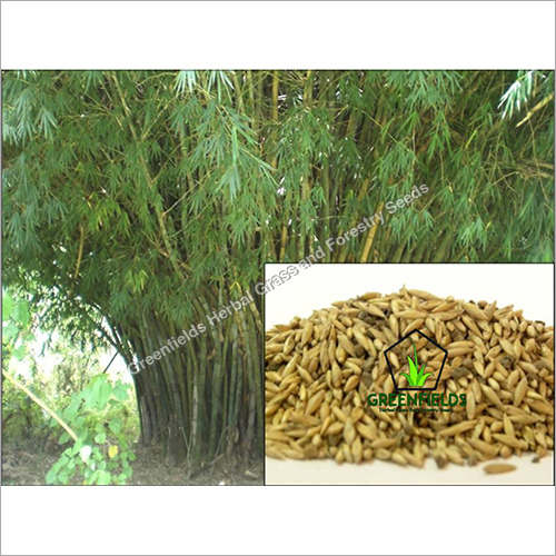 Katanga Bamboo Tree Seeds (Bambusa Arundinacea)
