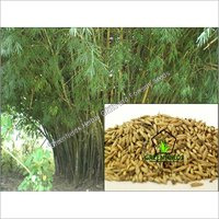 Tree / Forestry Seeds